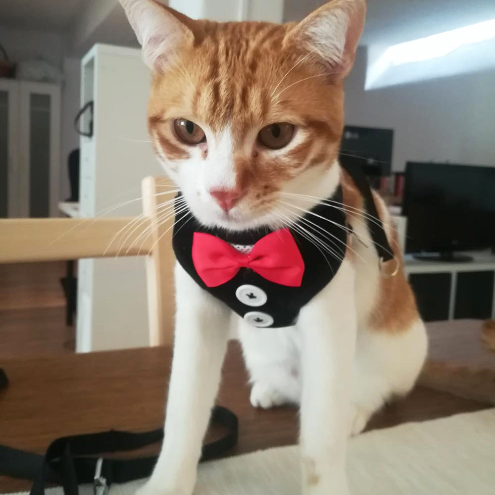 Bow evening dress pet strap